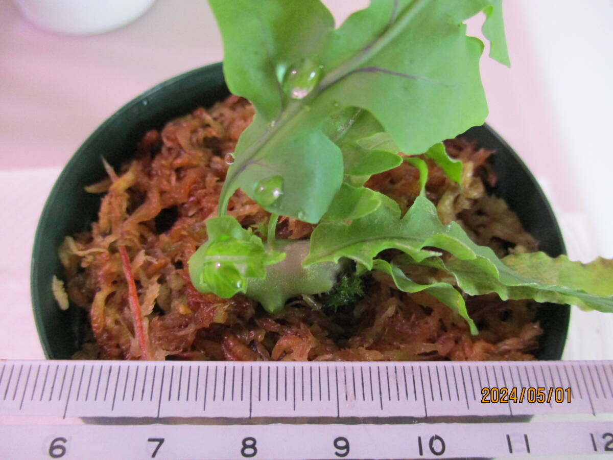 レカノプテリス デパリオイデス×獅子葉シヌオサ 胞子培養苗２本 アリノスシダ アリ植物 塊根植物 山野草の画像3