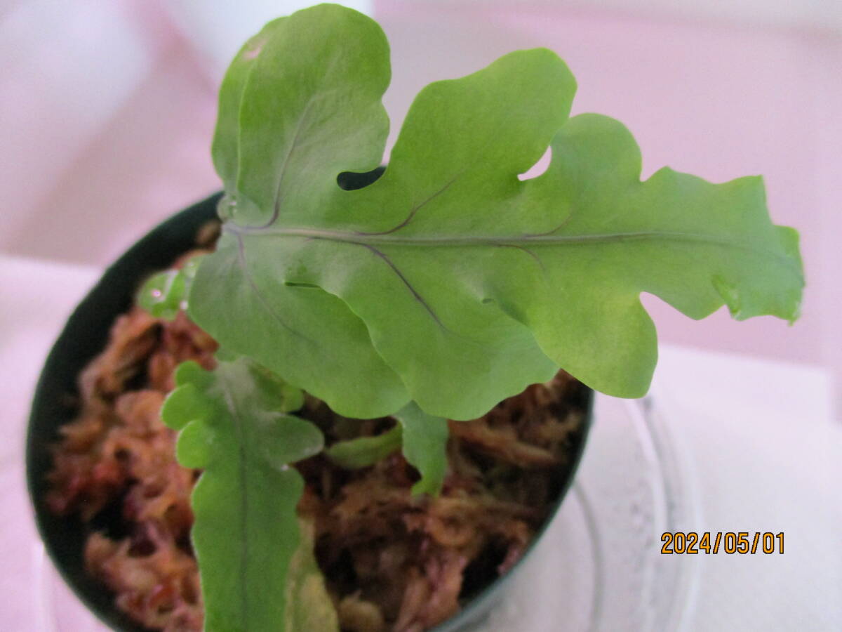 レカノプテリス デパリオイデス×獅子葉シヌオサ 胞子培養苗２本 アリノスシダ アリ植物 塊根植物 山野草の画像5