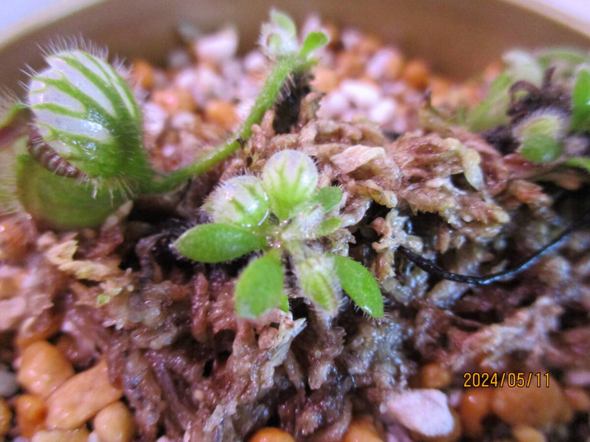 食虫植物　セファロタス・フォリキュラリス　観葉植物