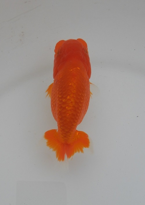 [Φ..] Hamamatsu excellent system Akira two -years old female head attaching is good fish 2-2