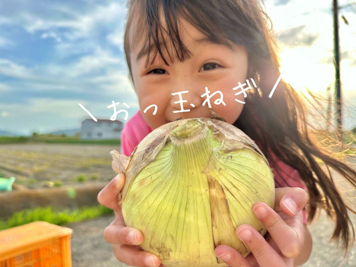  Awaji Island новый шар лук порей . сырой 7 сокровищ 5kg 5 kilo Awaji Island лук репчатый шар лук порей превосходящий товар 