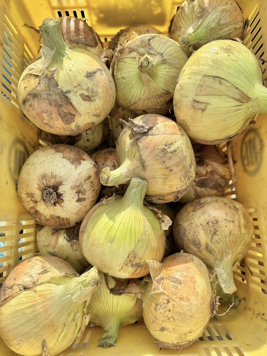  Awaji Island новый шар лук порей . сырой 7 сокровищ 5kg 5 kilo Awaji Island лук репчатый шар лук порей превосходящий товар 