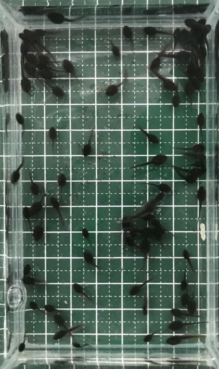 100匹+α10匹 ニホンアカガエル オタマジャクシ(アカガエル カエル)の画像4