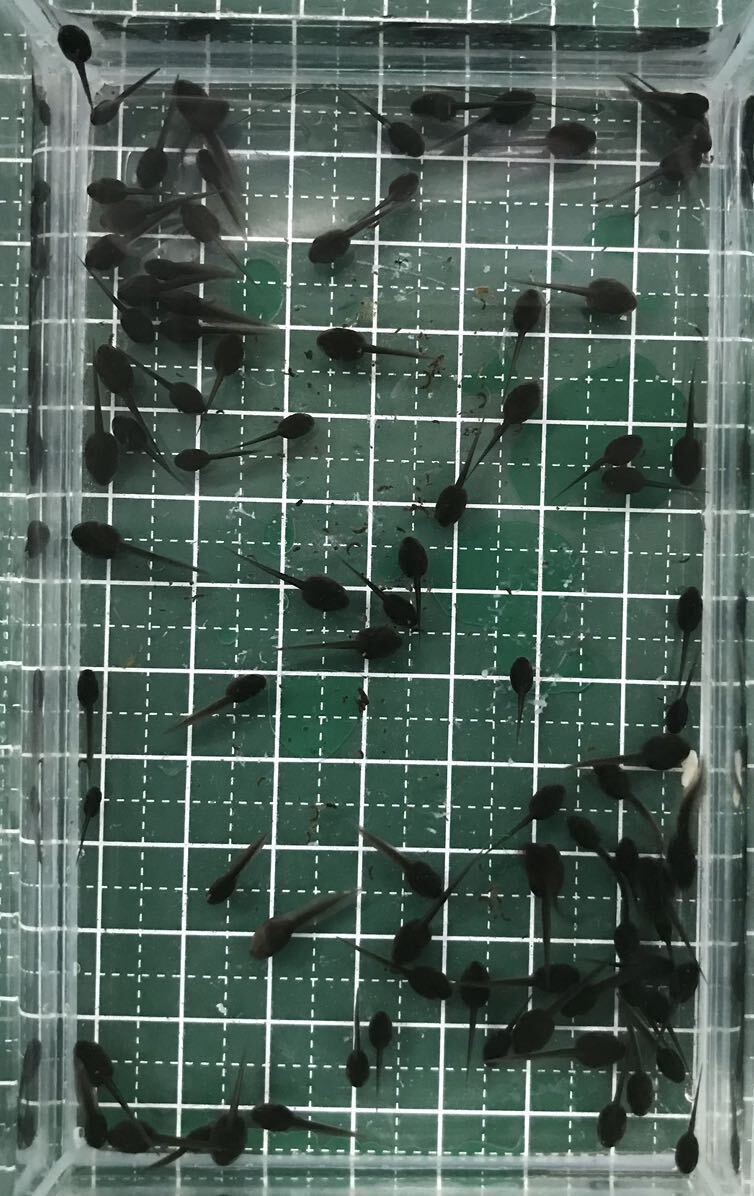 100匹+α10匹 ニホンアカガエル オタマジャクシ(アカガエル カエル)の画像1