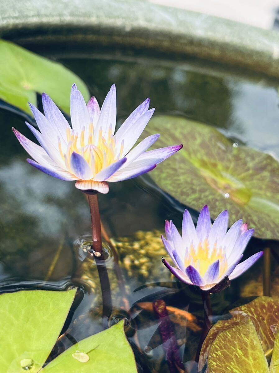 熱帯睡蓮 紫式部 屋外越冬苗 【発芽済み】 ムカゴ苗 ムラサキシキブ 匿名配送対応 20_画像4