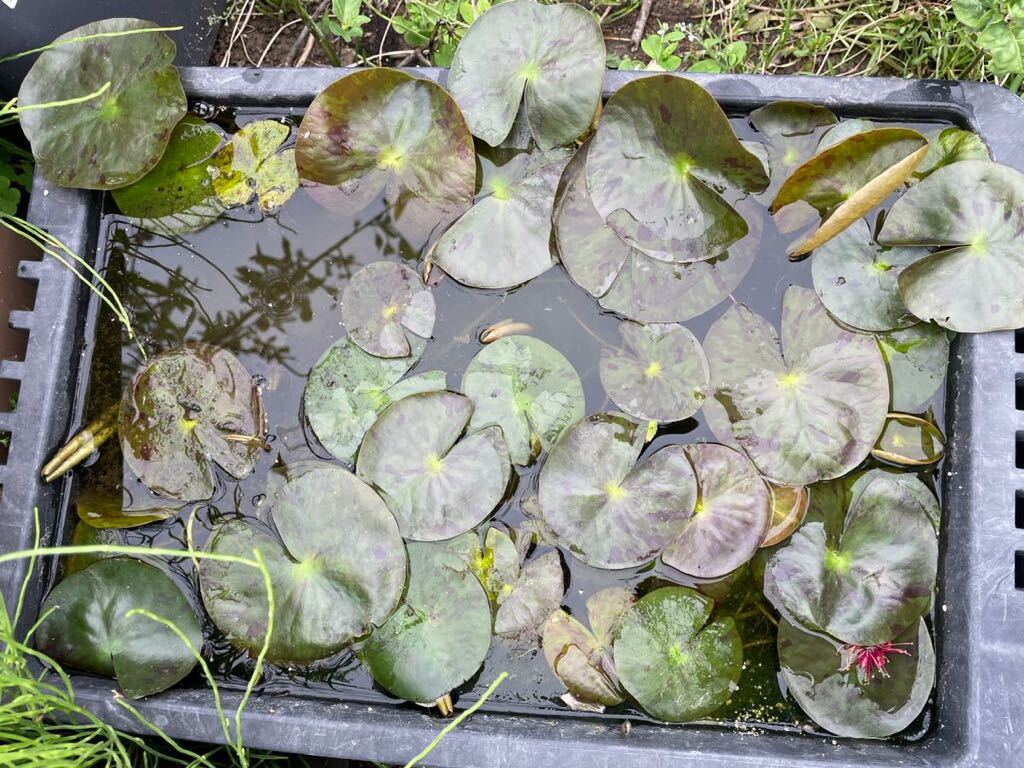 【Kazuのメダカ睡蓮ビオトープ】ピーチグロー　小苗1株 耐寒性睡蓮 28_画像10