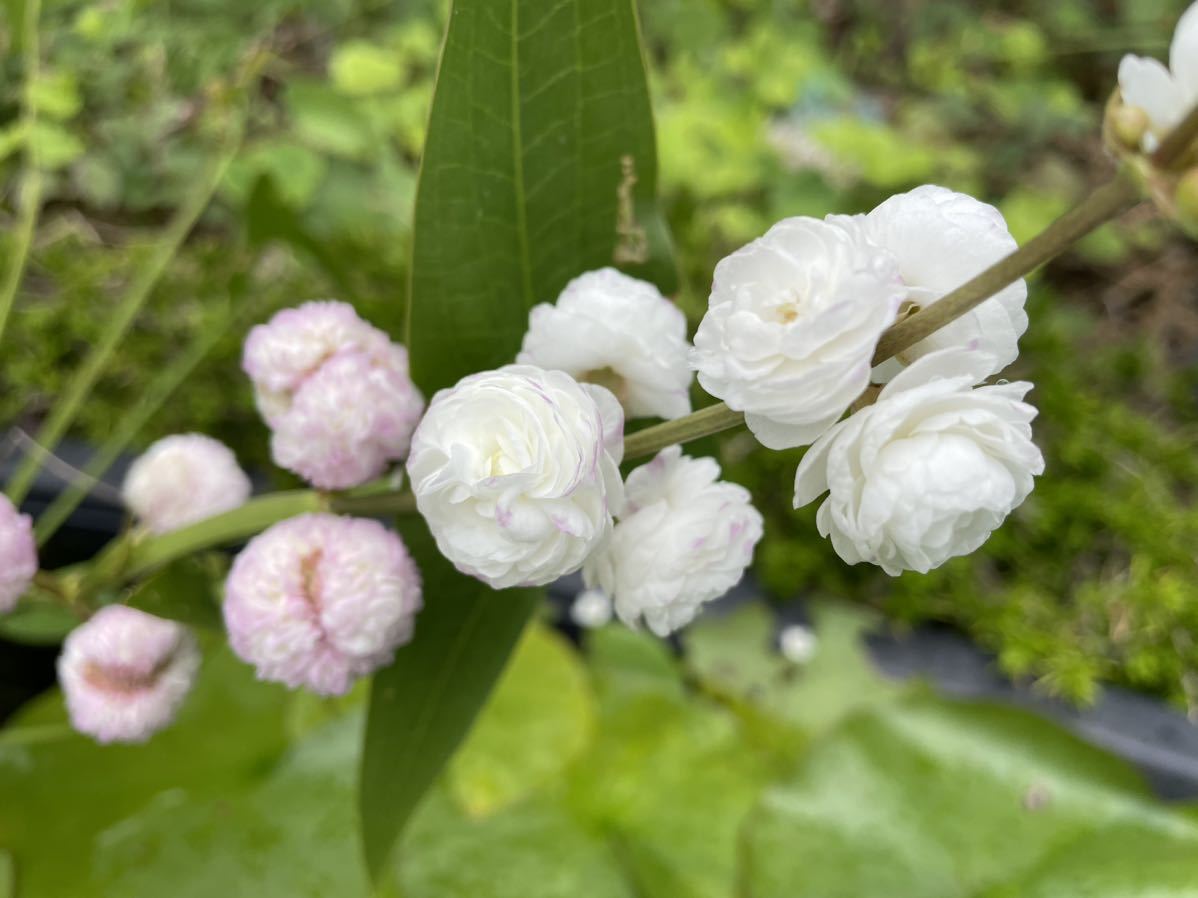 【Kazuのメダカ睡蓮ビオトープ】八重オモダカ　球根（クワイ）6個　27_画像1