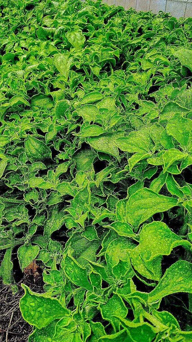 希少野菜  アイスプラント 1kg~  無化成肥料栽培  常温発送  送料込み 農家直送