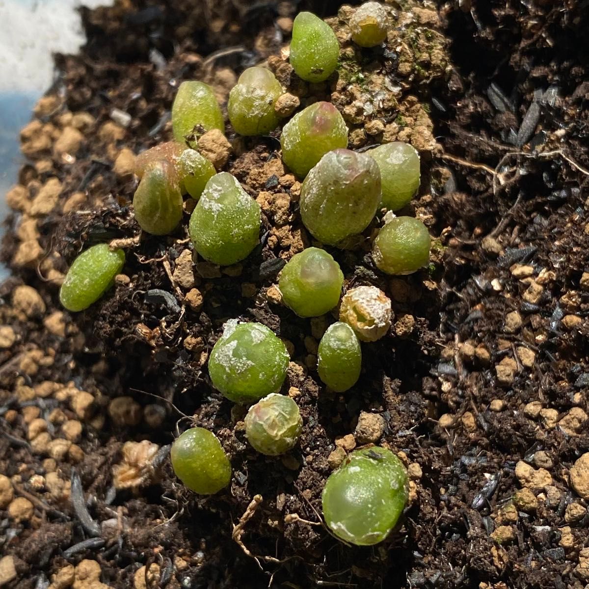 コノフィツム 多肉植物　ラツム　セット