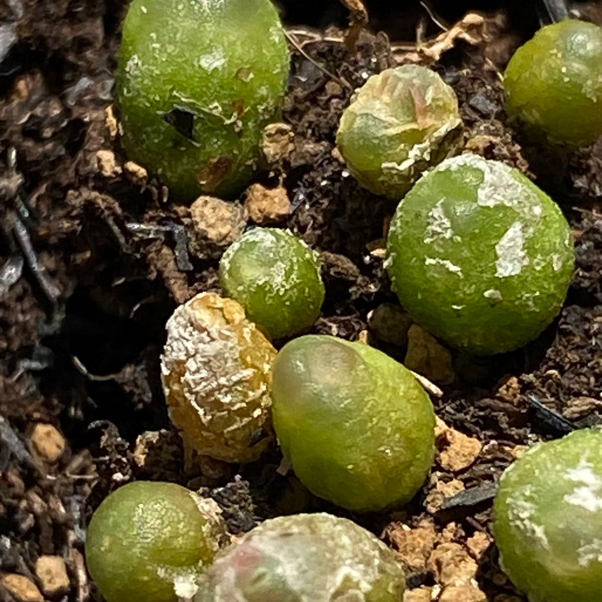 コノフィツム 多肉植物　ラツム　セット