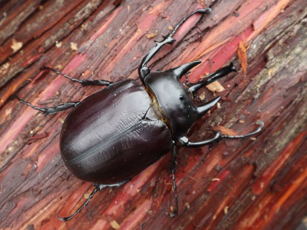 ☆ゴン太☆　アクティオンゾウカブト　新成虫　オスのみ　１１４ｍｍ　２１_画像2