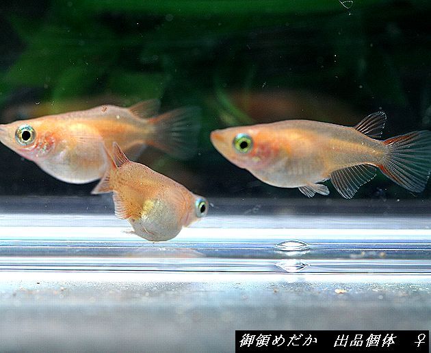 ◆御領めだか◆出品個体　赤ダルマ♂５♀４計９匹_画像4