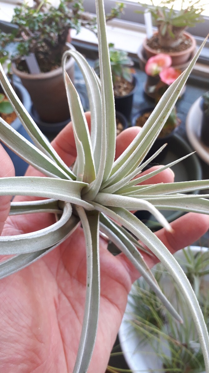 [ air plant ]chi Ran jia* white Star. seedling 