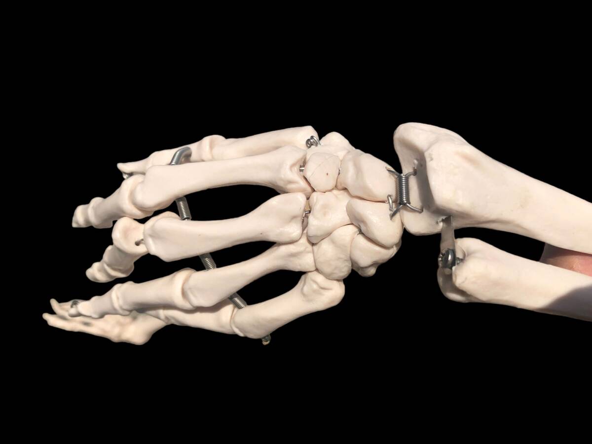 人体模型 等身大 ガイコツ 骨格 180cm 組み立て式 歯の付属品 病院 学校 研究所 アートアンドビーツ_画像7