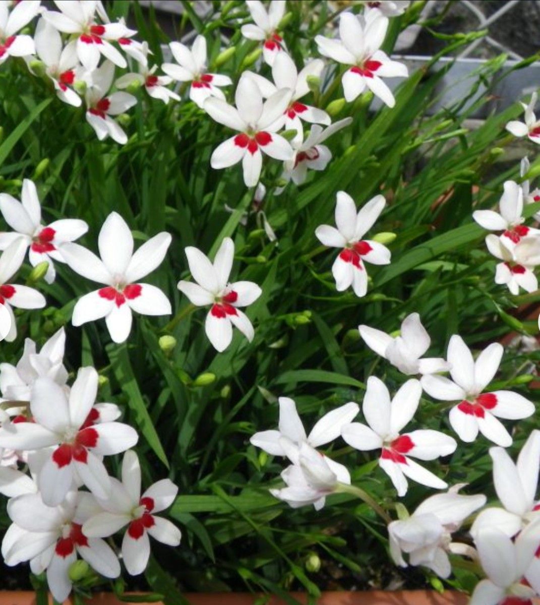 ヒメヒオウギ 種 白×赤ポイント 可憐な花 多年草 球根 花の種 耐寒性宿根草 増える植物 ガーデニング 初心者向け