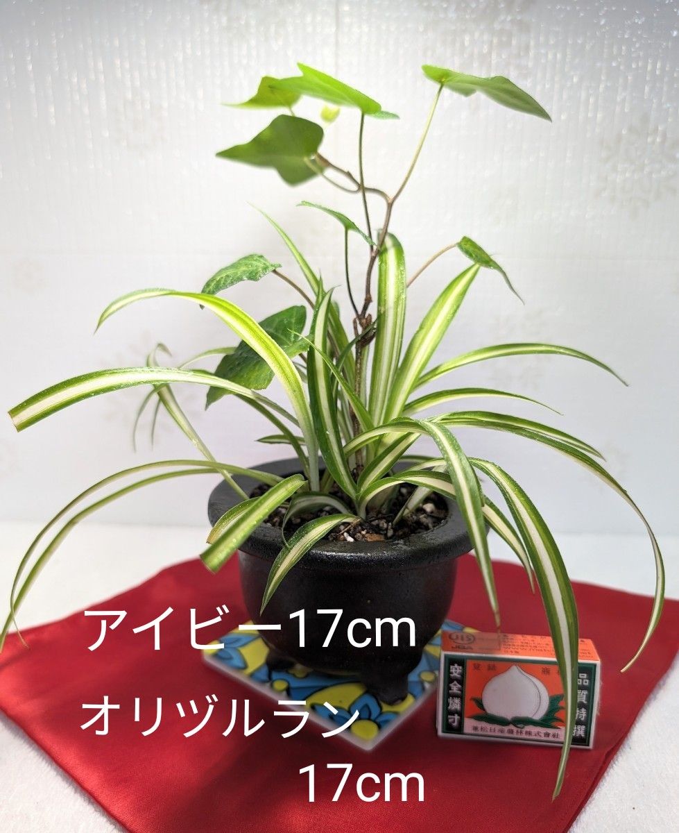 アイビー オリズルラン ヘデラ オリヅルラン 観葉植物 恋愛運 金運 繁栄 風水 寄せ植え インテリアグリーン ハンギング