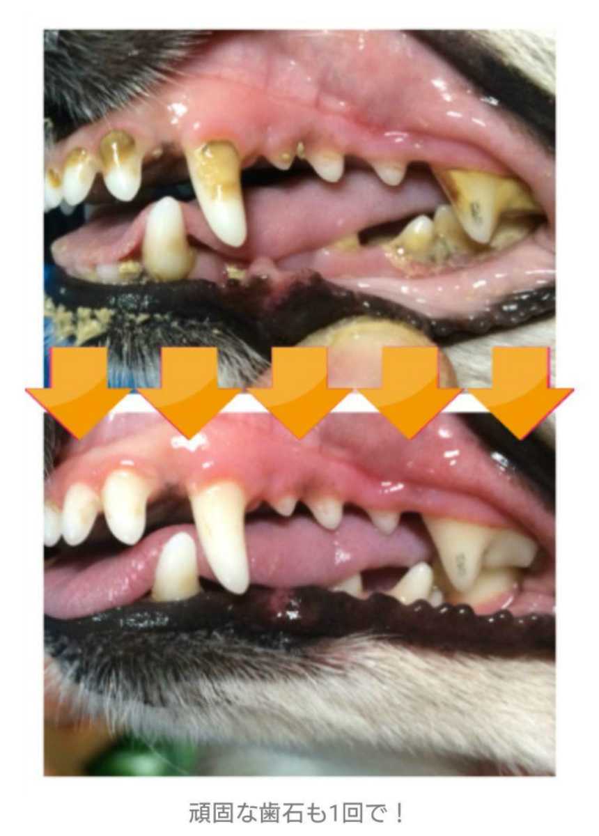 マジックゼオ・プロ 40㏄ ペット 犬用品 猫用品 歯石除去 歯磨き 口臭 歯周病 予防 デンタルケア トリミング お手入れ の画像2