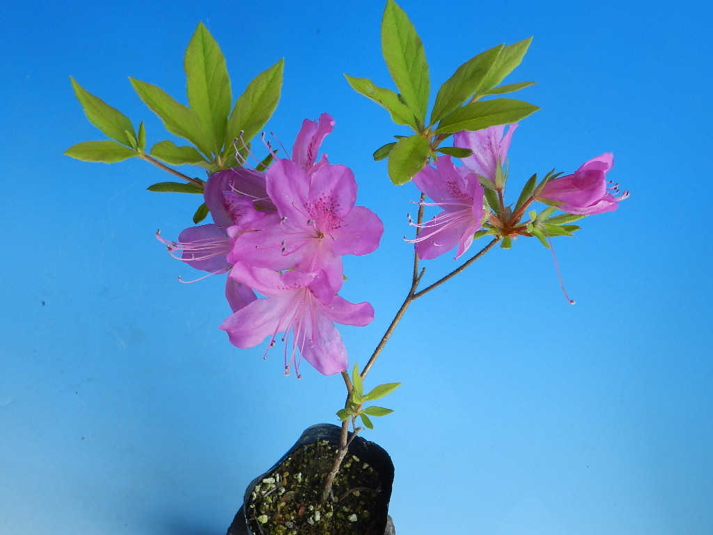 [都ツツジ](山ツツジとモチツツジ 自然交雑種・岐阜県産)　Ｃ・珍品・花木・山野草_お取引苗