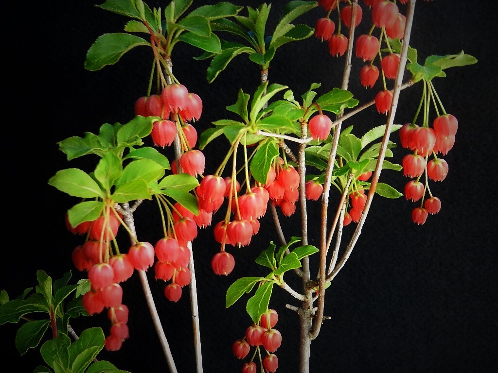 大輪(濃色) 紅ドウダン(ツツジ)　A　・珍品・花木・山野草_花見本