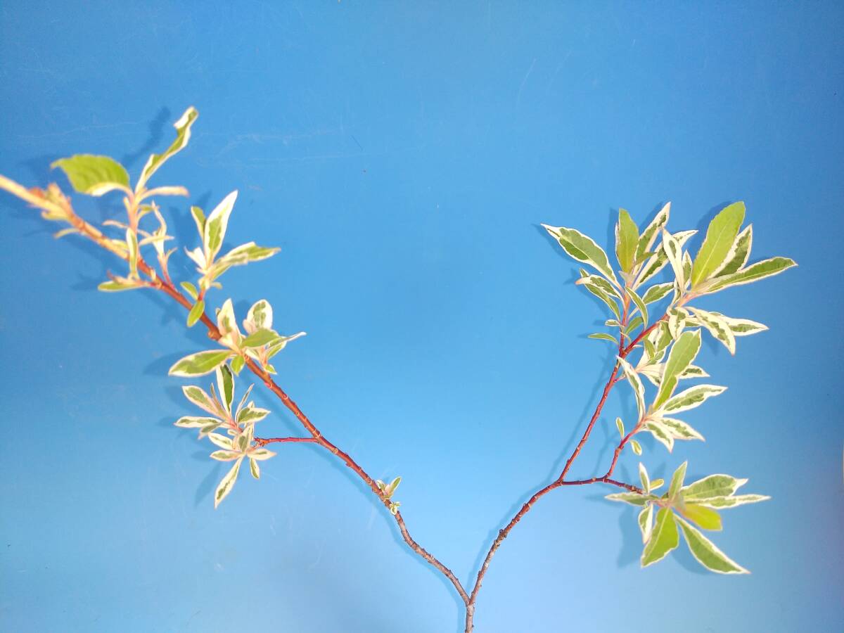 斑入(白覆輪) ネコヤナギ　・珍品・花木・山野草_画像1