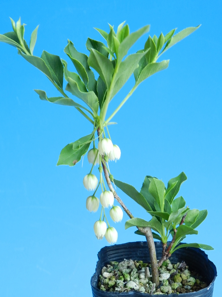 青軸 純白花　紅ドウダン(ツツジ)　・珍品・花木・山野草_画像1