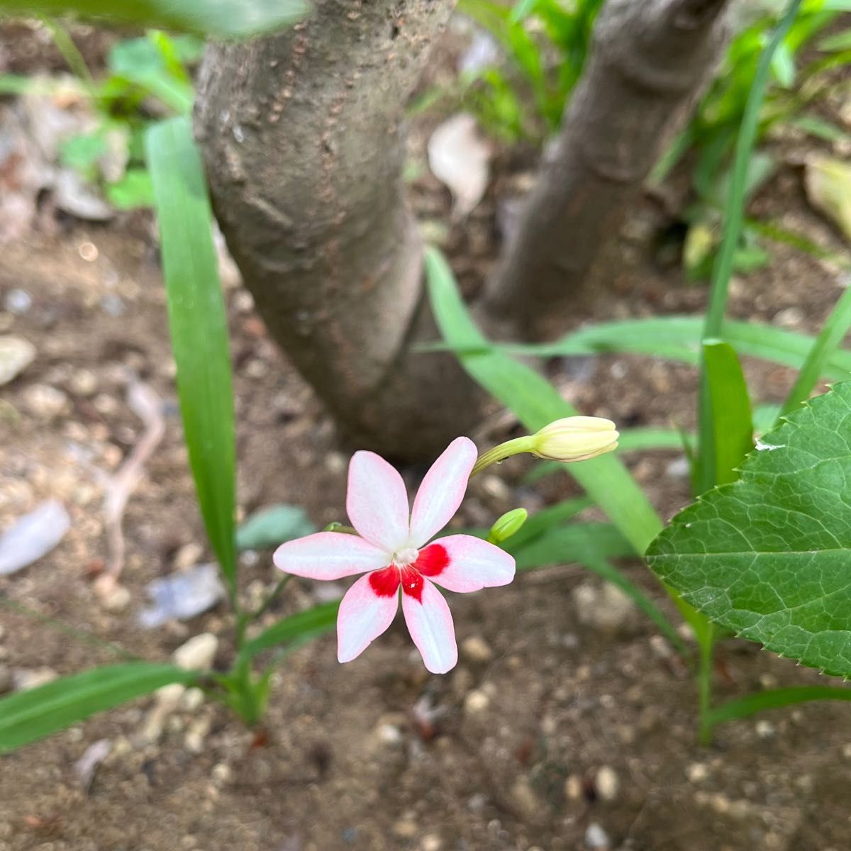 ヒメヒオウギ　花の種50個以上　自家採取　山野草　宿根草　春まき　秋まき　抜き苗対応可