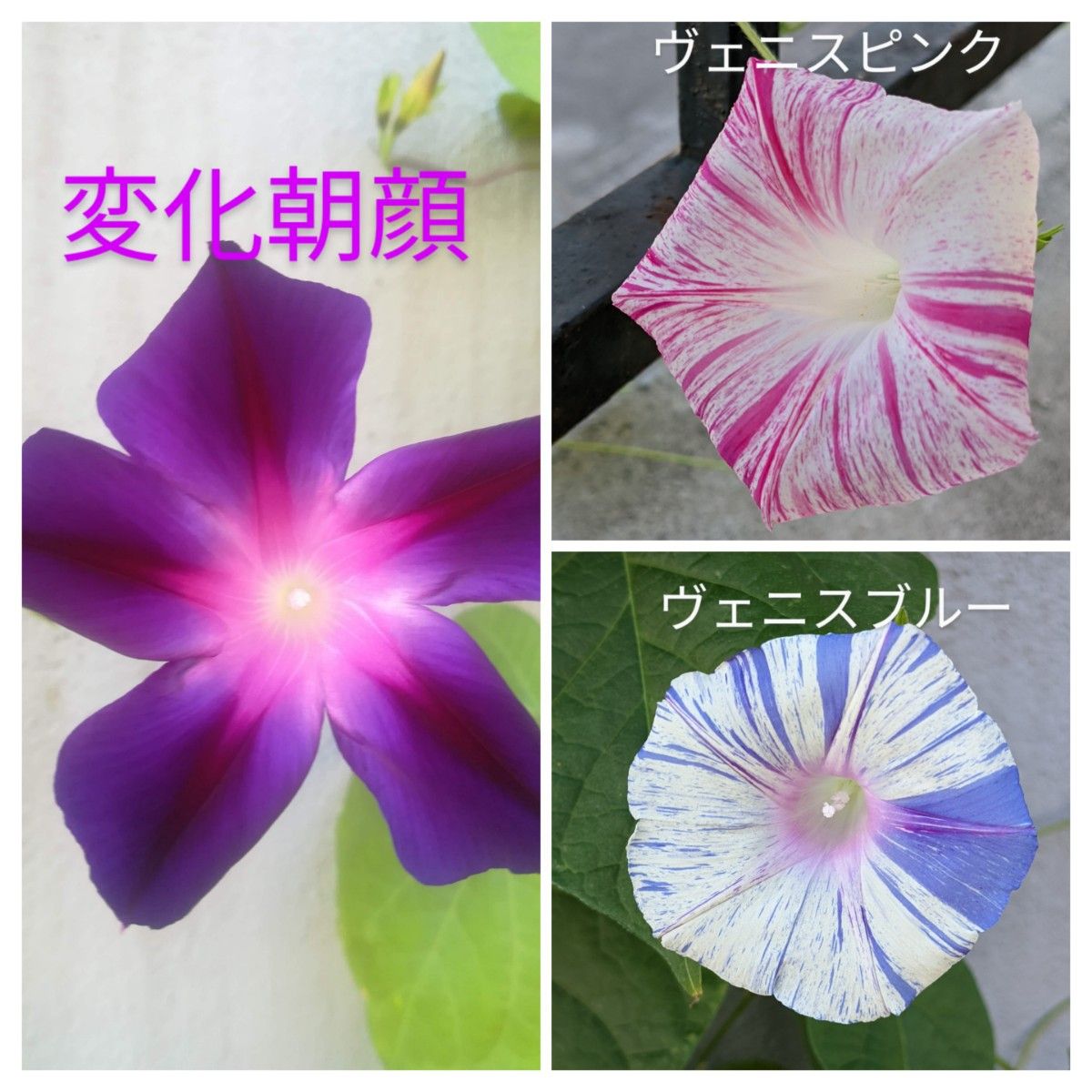 朝顔の種/3種類３０粒