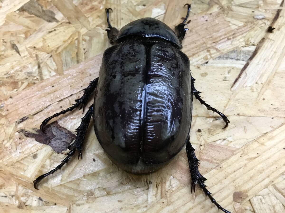 【ayameちゃんねる】自力ハッチ後食開始　D・グラントシロカブト成虫♂６４♀４６ペア【５月１９日（日）発送不可】_画像10