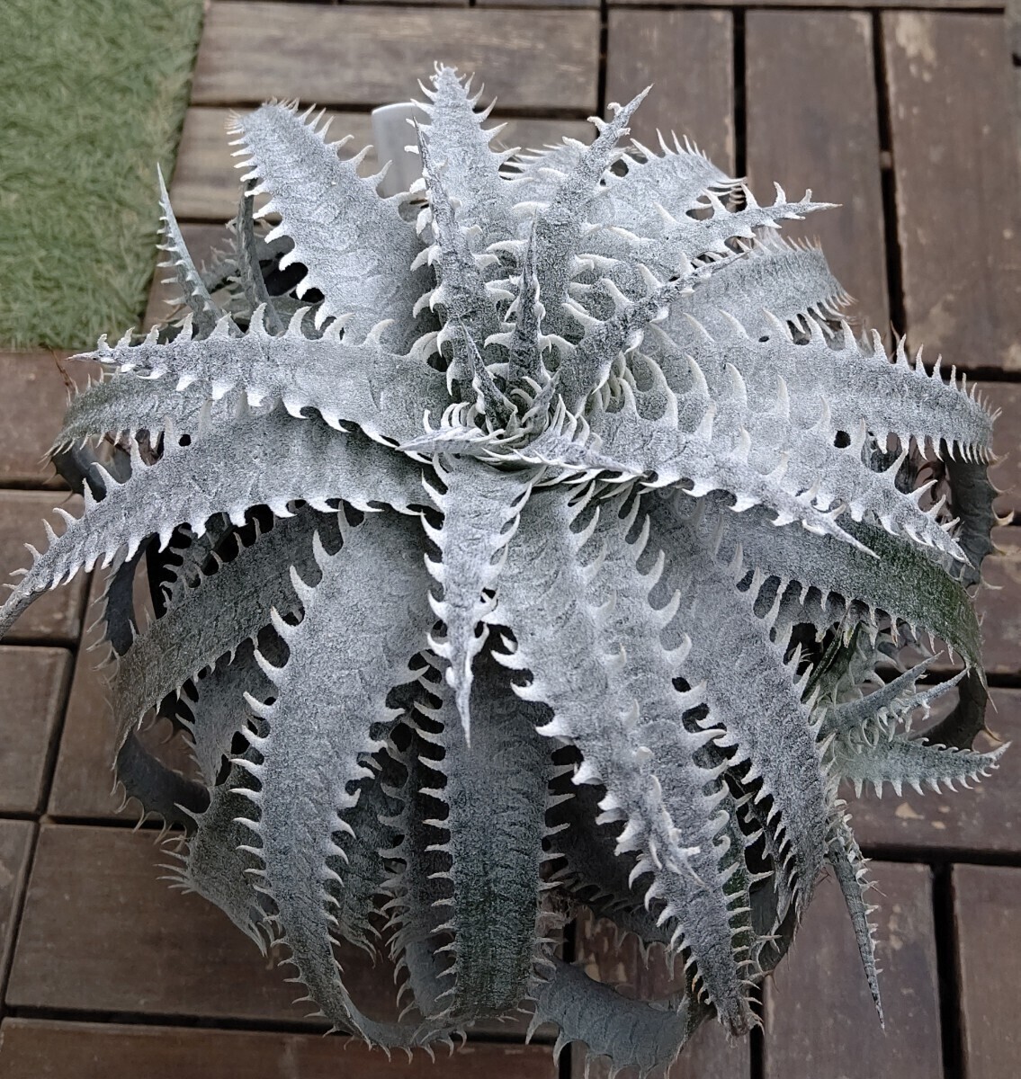 【Dyckia】ディッキア　Dyckia Mountain of Needles’　Bromeliad Cultivar Register (14306) 子株　2024.04.21採取_画像1