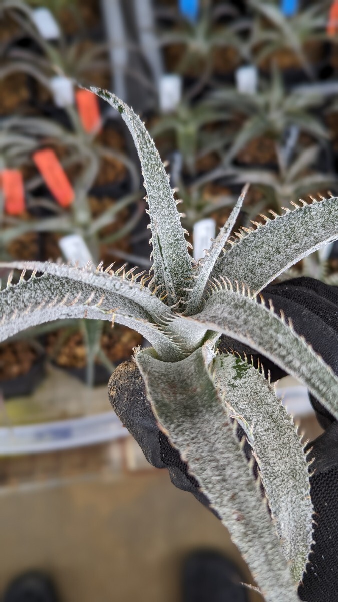 【Dyckia】ディッキア Dyckia marnier-lapostollei ver.estevesii 子株 2024.0506採取の画像4