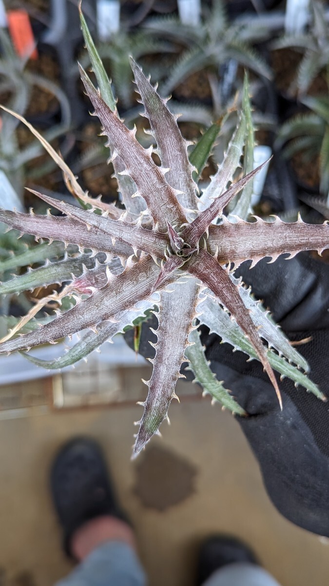 [Dyckia]ti Kia goehringii TF Clone. АО 2024.05.011. брать 