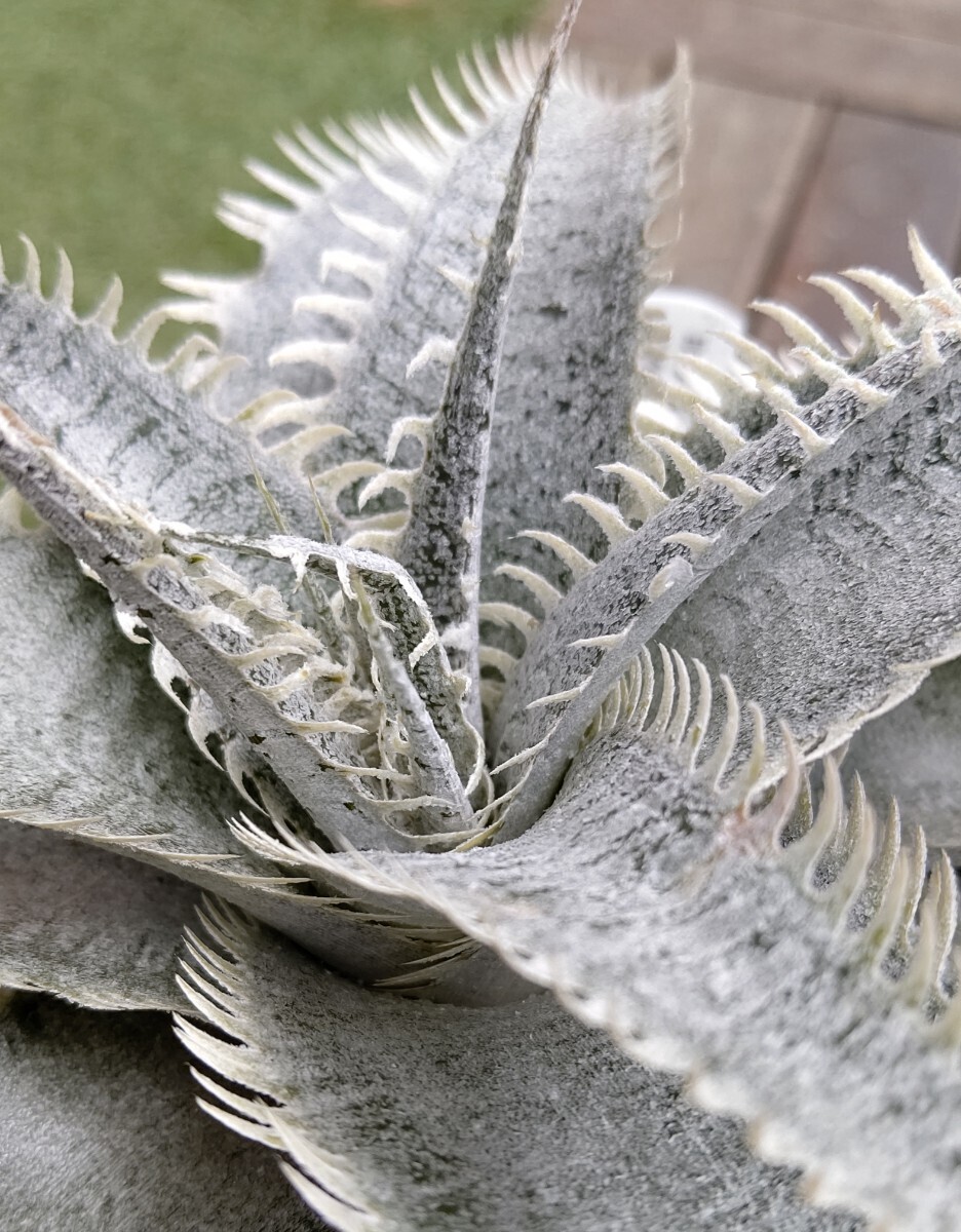 [Dyckia]ti Kia Dyckia T-Rex. АО 2024.05.06. брать 