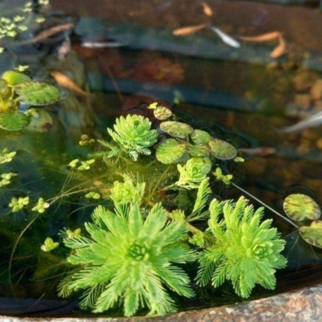 無農薬　天然　水草4種類+おもり5個付きセット　アナカリス　マツモ草　ウィローモス　アマゾンフロッグピット 　アカウキクサ　