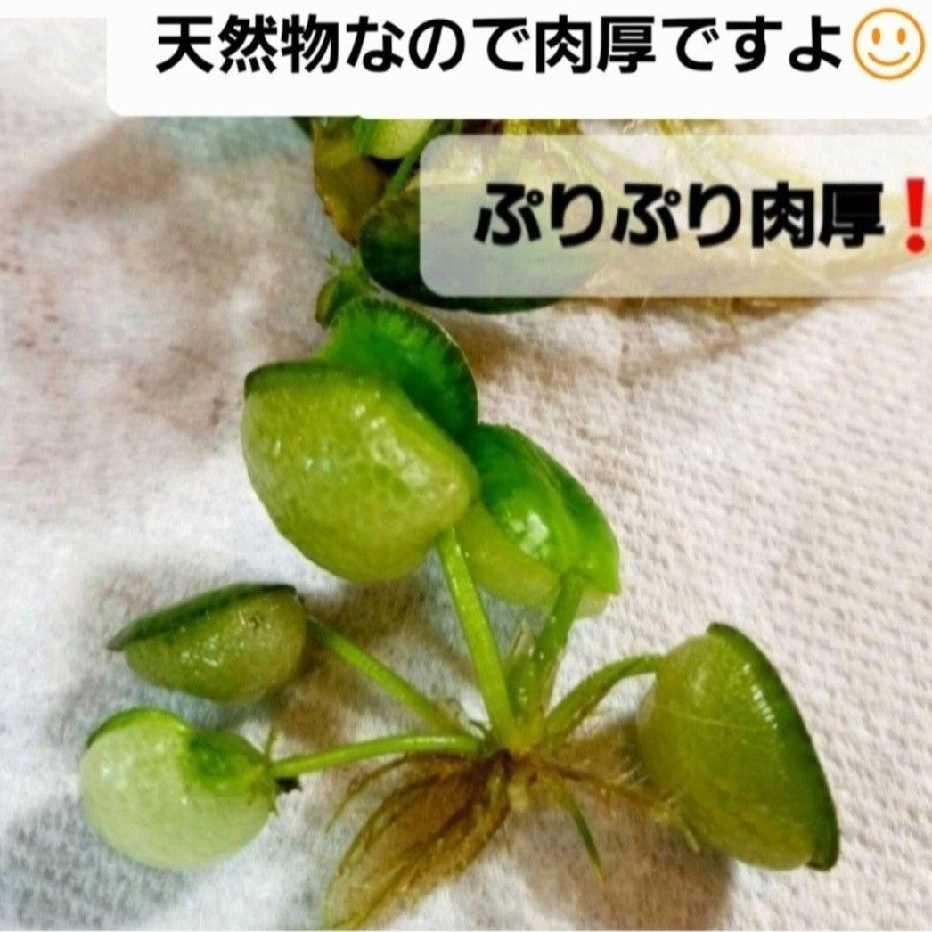 無農薬　天然　水草5種類セット　アナカリス　マツモ草　ウィローモス　アマゾンフロッグピット 　アカウキクサ　ミリオフィラム