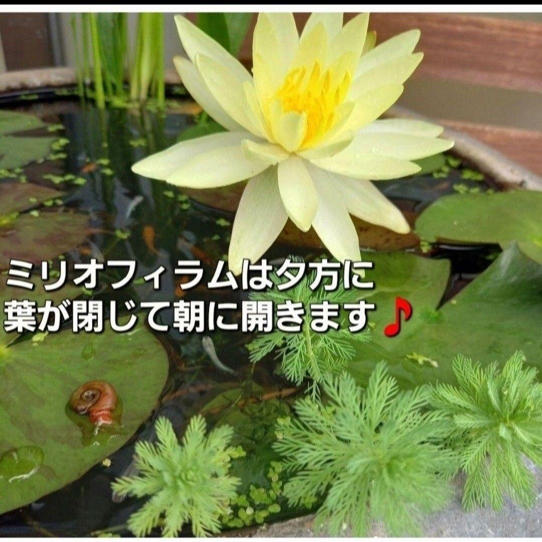 無農薬　天然　水草5種類セット　アナカリス　マツモ草　ウィローモス　アマゾンフロッグピット 　アカウキクサ　ミリオフィラム