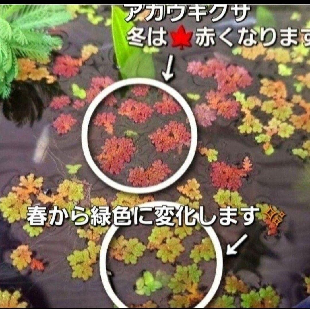 無農薬　天然　水草4種類+おもり5個付きセット　アナカリス　マツモ草　ウィローモス　アマゾンフロッグピット 　アカウキクサ　