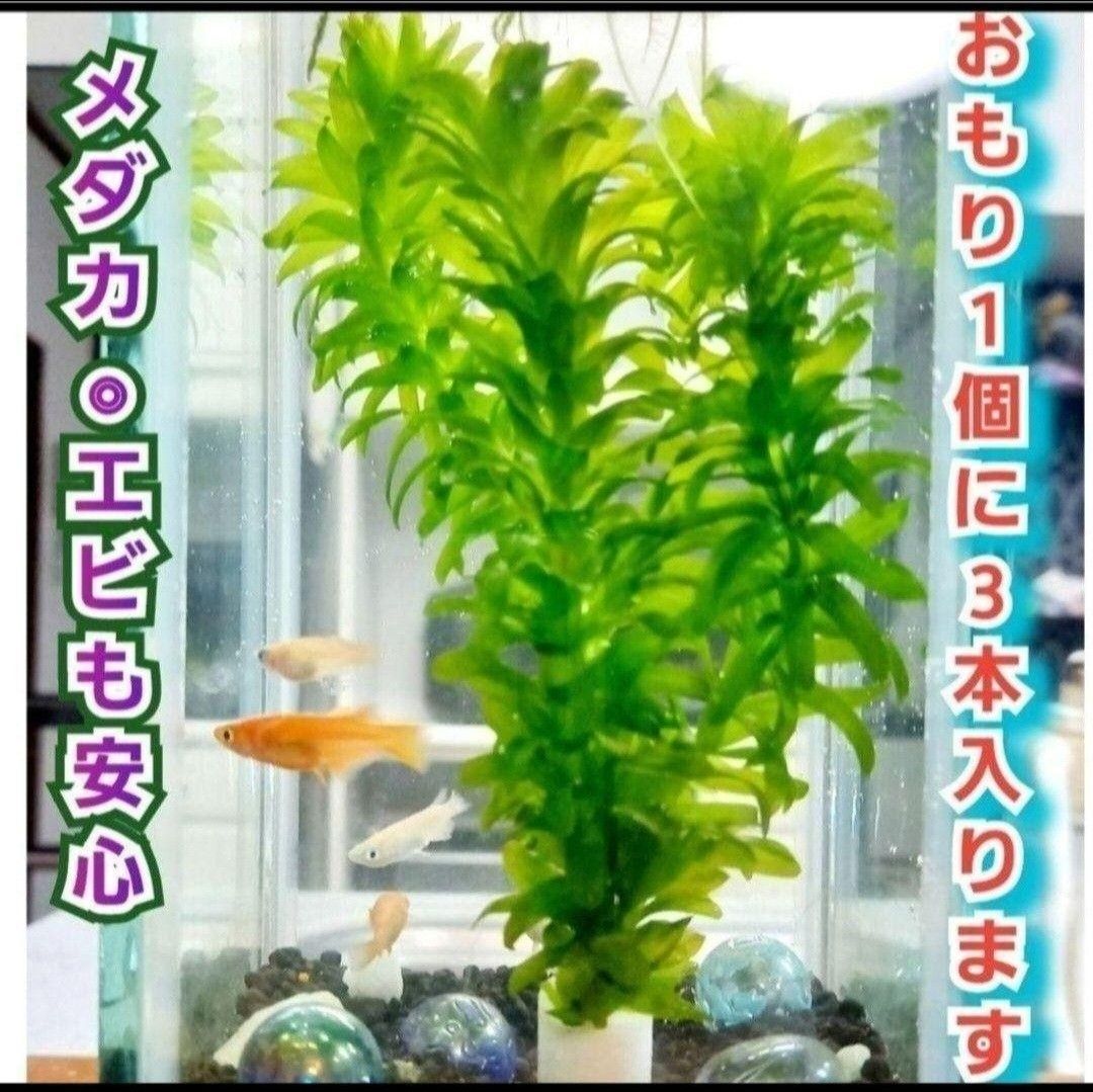 無農薬　天然　水草4種類+おもり5個付きセット　アナカリス　マツモ草　ウィローモス　アマゾンフロッグピット 　アカウキクサ　