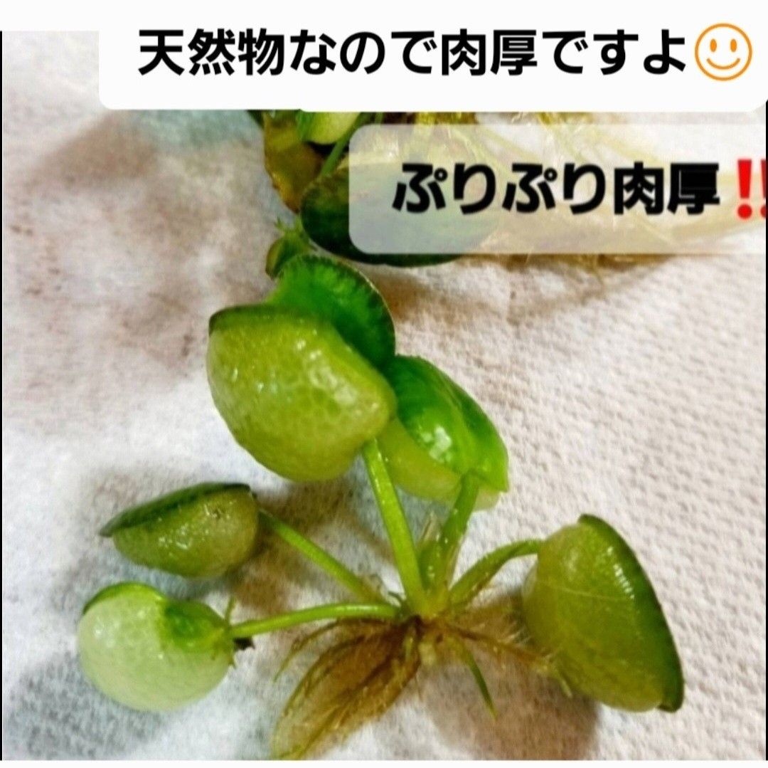 天然　水草5点セット　【おもり5個付き】　アナカリス　ミリオフィラム　アカウキクサ　めだか　　産卵床　　アマゾンフロッグピット 