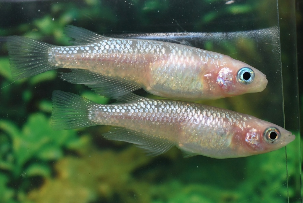 【猫飯舘山寺】ピンクサファイアメダカの稚魚・１０匹　　_画像5