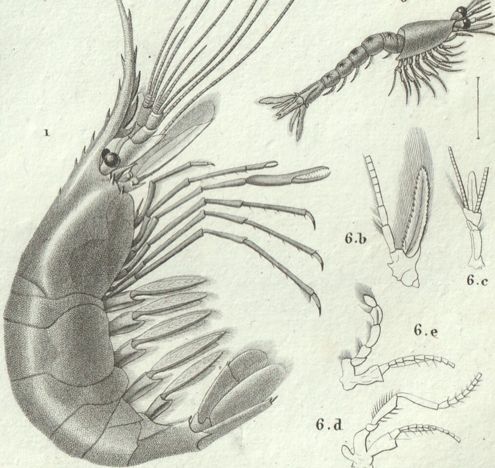 1816年 銅版画 Turpin 自然科学辞典 甲殻類 軟甲綱 タラバエビ科 コノハエビ科 アミ科 3種 オキノスジエビ_画像2