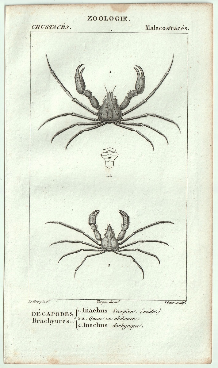 1816年 銅版画 Turpin 自然科学辞典 甲殻類 軟甲綱 クモガニ科 イナクス属 2種_画像1