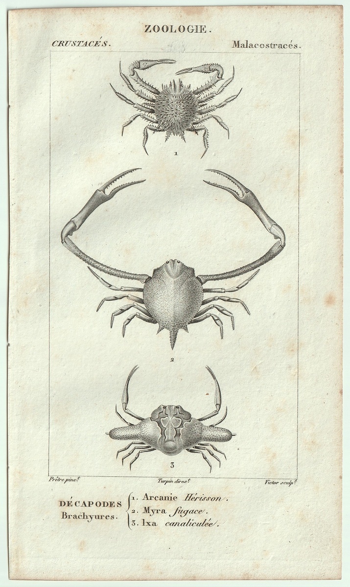 1816年 銅版画 Turpin 自然科学辞典 甲殻類 軟甲綱 コブシガニ科 トゲナガジュウイチコブシ テナガコブシ ロリポップクラブ 3種_画像1