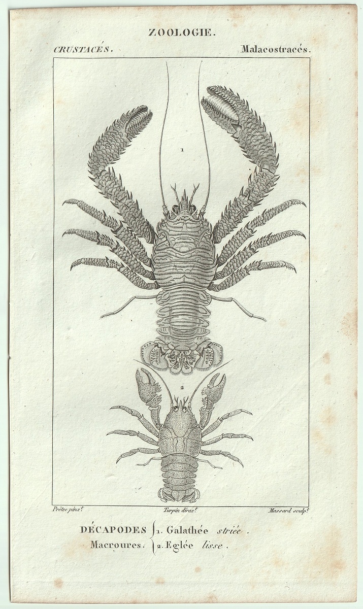 1816年 銅版画 Turpin 自然科学辞典 甲殻類 軟甲綱 コシオリエビ科 タンスイコシオリエビ科 2種_画像1