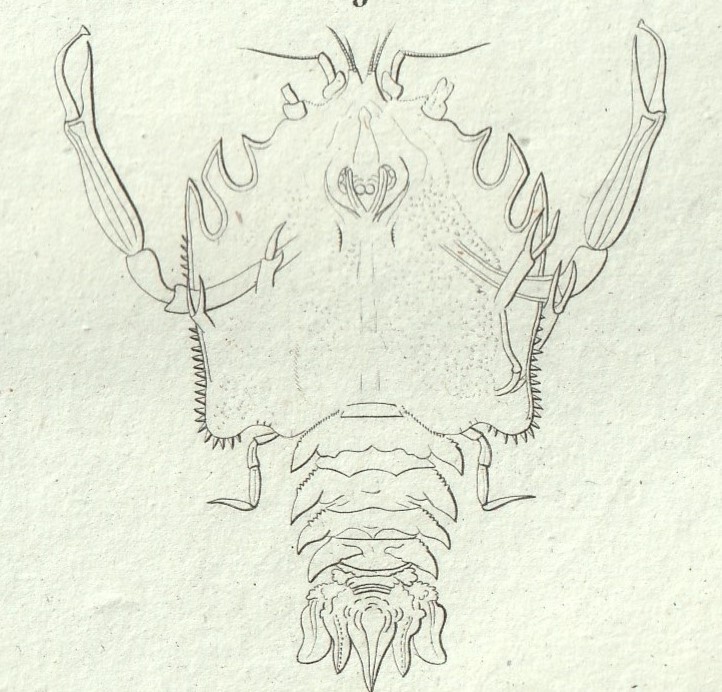 1816年 銅版画 Turpin 自然科学辞典 甲殻類 軟甲綱 カニダマシ科 メナシエビ科 2種 ポーセリンクラブ_画像3