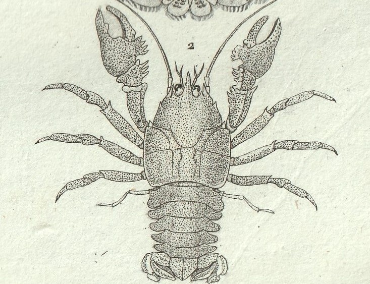 1816年 銅版画 Turpin 自然科学辞典 甲殻類 軟甲綱 コシオリエビ科 タンスイコシオリエビ科 2種_画像3