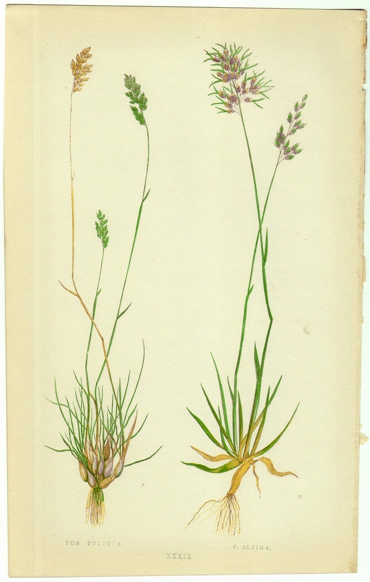 1858年 Lowe 多色刷木版画 英国のイネ科植物 Pl.39 イネ科 イチゴツナギ属 ムカゴイチゴツナギ アルパインメドウグラス_画像1