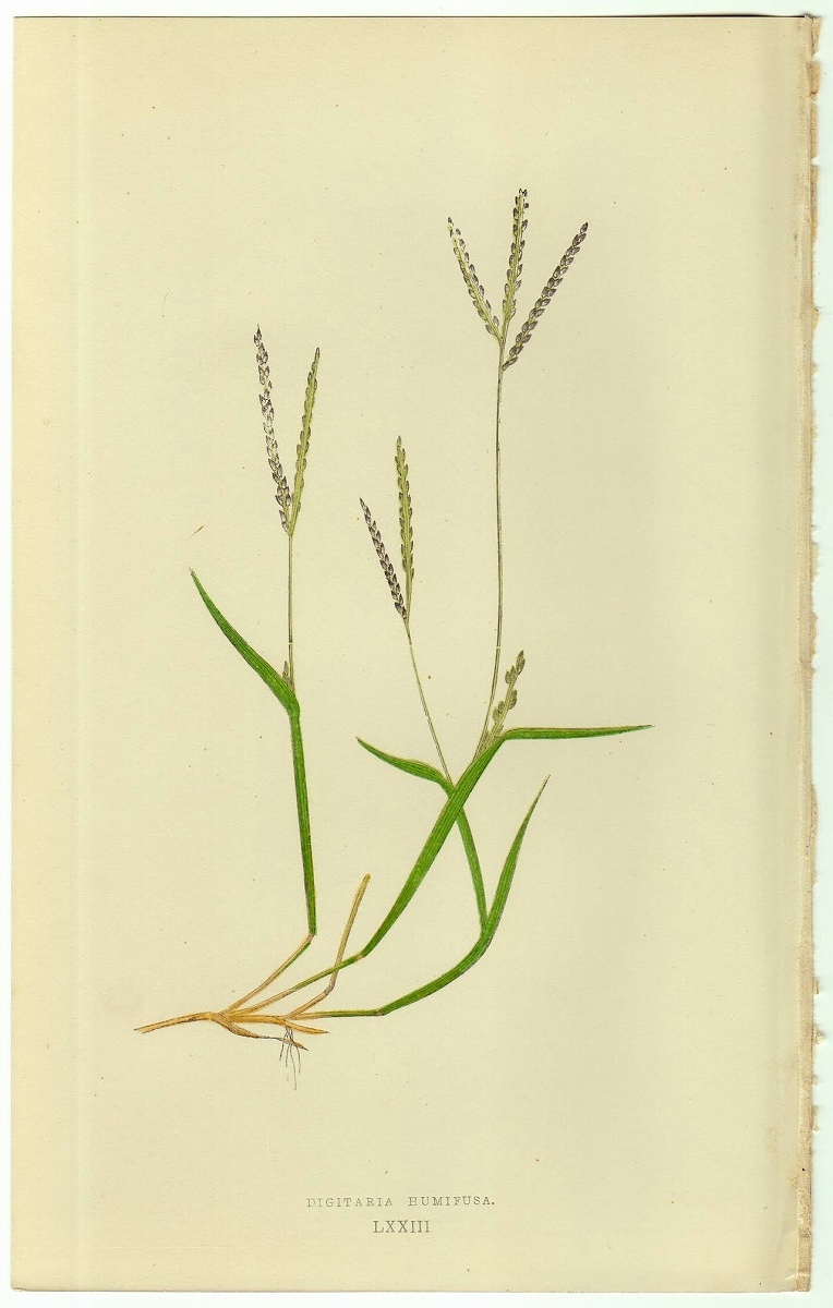 1858年 Lowe 多色刷木版画 英国のイネ科植物 Pl.73 イネ科 メヒシバ属 キタメヒシバ DIGITARIA HUMIFUSA_画像1