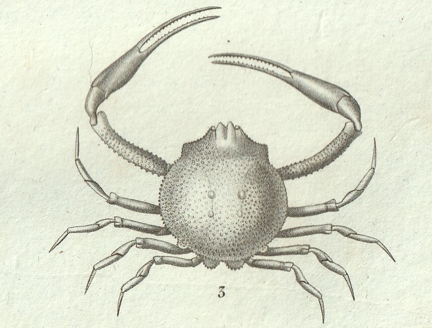 1816年 銅版画 Turpin 自然科学辞典 甲殻類 軟甲綱 コブシガニ科 エバリア属 コブシガニ属 イリア属 3種 タテジマコブシ_画像3