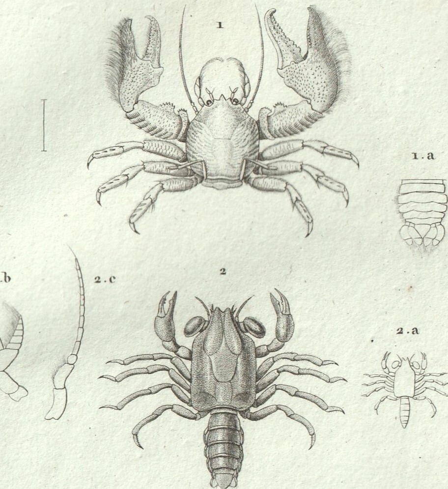 1816年 銅版画 Turpin 自然科学辞典 甲殻類 軟甲綱 カニダマシ科 メナシエビ科 2種 ポーセリンクラブ_画像2