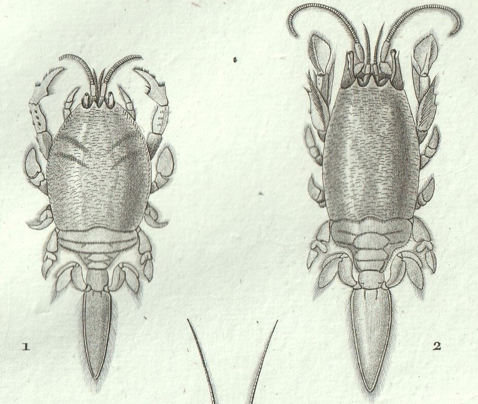 1816年 銅版画 Turpin 自然科学辞典 甲殻類 軟甲綱 スナホリガニ科 クダヒゲガニ科など3種 ミナミスナホリガニ クダヒゲガニ_画像2